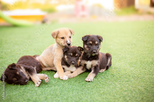 four mongrel puppies on the green grass © Альбина Чуевв