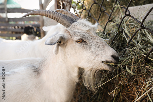 Cute goats eating on farm. Animal husbandry