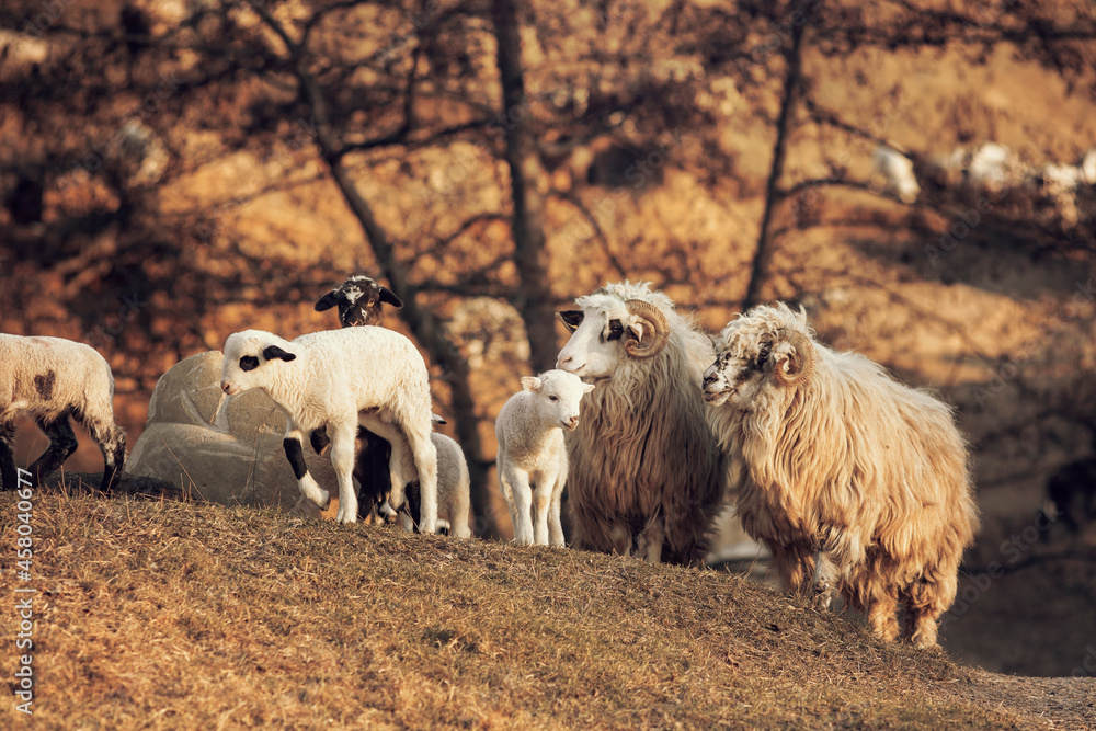Cute little lambs gazing on meadows. 