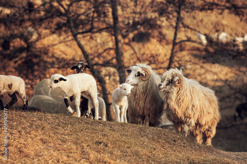 Fototapeta Naklejka Na Ścianę i Meble -  Cute little lambs gazing on meadows. 