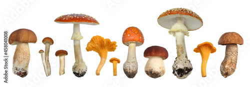 Set of different mushrooms isolated on a white background.
