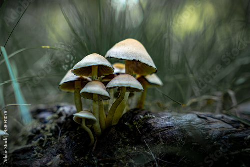 Fotografie, Obraz Selective focus shot of mushrooms growing on the forest ground