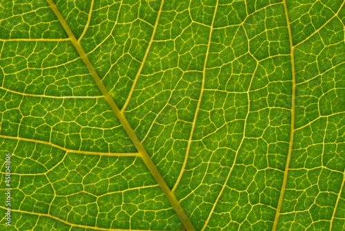 Background texture green leaf structure macro photography