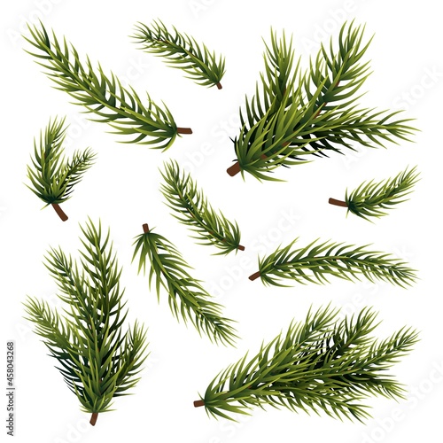 Green fir branches. Christmas tree branch  isolated pine plant. Xmas or new year decorations  realistic conifer or spruce forest swanky vector elements