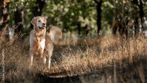 Golden retriever dog in autumn park