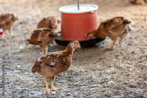 young chicken on organic farm