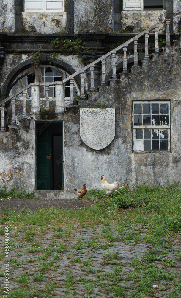 Φωτογραφία hens and rooster in front of the entrance of the former Convent of Carmo, Horta,