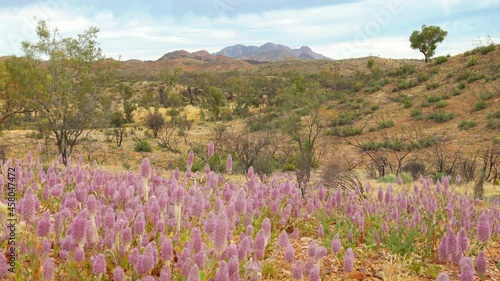 pink mulla mulla flowers with mt sonder in the distance at tjoritja / west macdonnell national park of the northern territory, australia photo