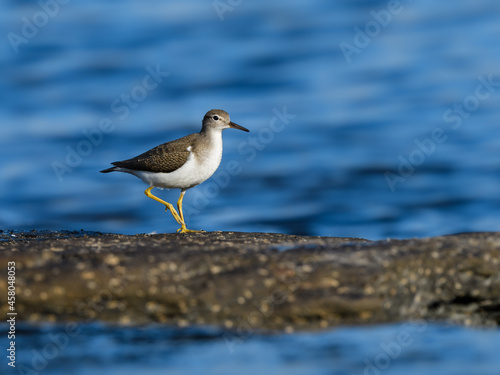 Spotted Sandpiper standing on the rock against blue river water background