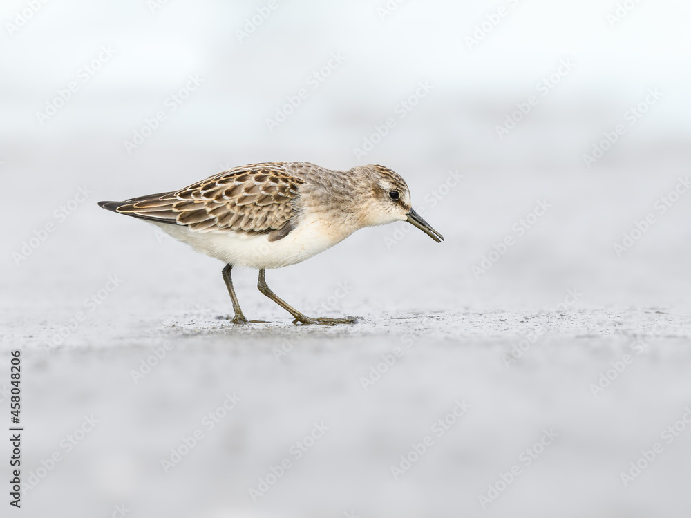 Semipalmated Sandpiper foraging on the river shore Semipalmated Sandpiper foraging on the river shore