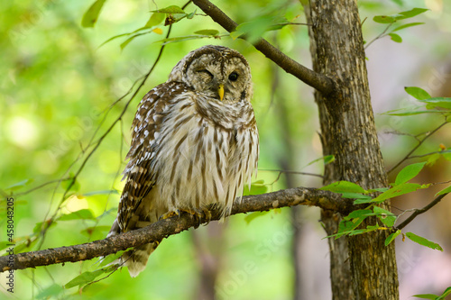 Barred Owl with one open eye sitting on tree branch in summer