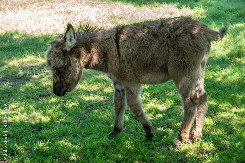Obraz premium cute fluffy baby donkey in the dappled summer sunshine