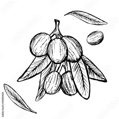 olives sketch illustration sketch menu food