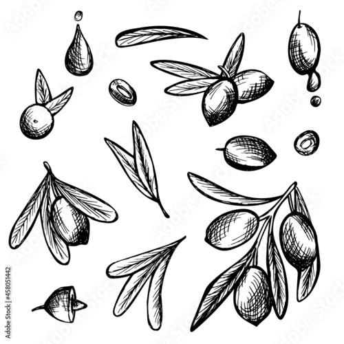 collection olives sketch illustration sketch menu food