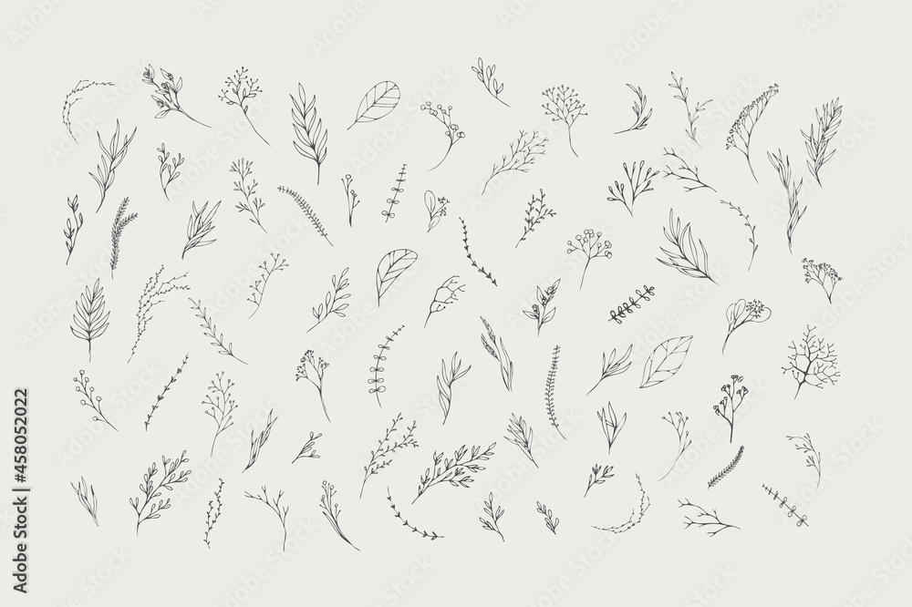 Fototapeta premium Floral branch. Hand drawn wedding herb, homeplant with elegant leaves for invitation save the date card design. Botanical rustic