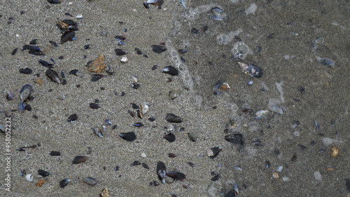 mussel shells on the beach, Leixoes, Portugal