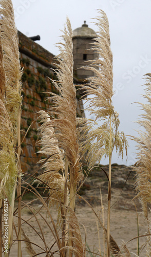 pampas grass in front of fort of Sao Francisco, Leixoes, Portugal