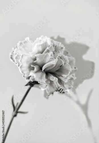 carnation flower in black and white with shadow