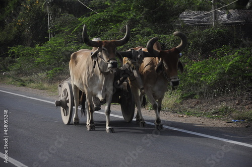 Bullock Cart
