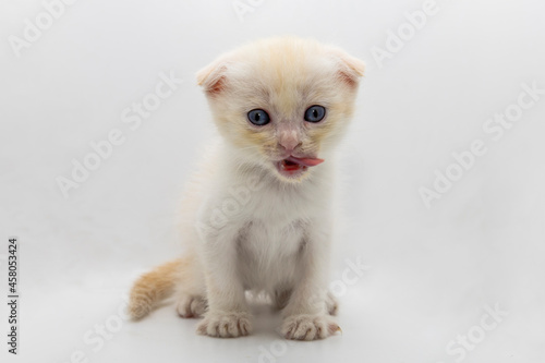 The cute and adorable scottish fold kitten with blue eyes and folded ears on white background.