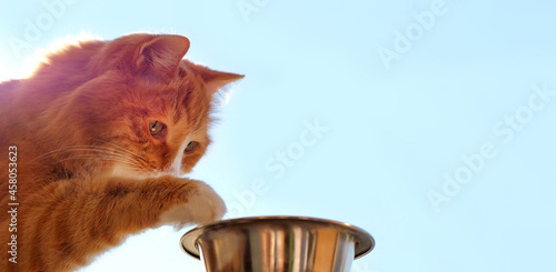 Ginger cat put paw in bowl on blue sky background, banner, copy space photo