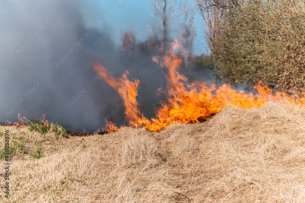 Burning grass in the field, close up. Nature on fire. Themes of fire, disaster and extreme events.