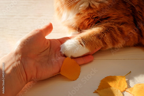 A paw of cat on human hand. Tender love and friendship between human and animal. Autumn season photo