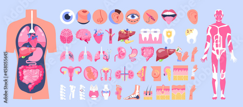 Human anatomy set. Body figure with set of internal organ, skin