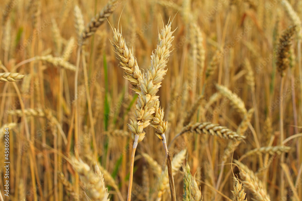 Wheat field close-up