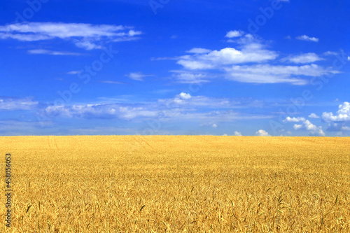 Wheat field with blue sky close-up