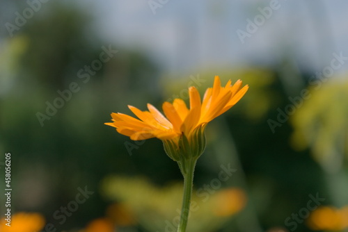 yellow flower in the garden © katya