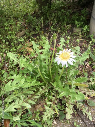 white daisy flower