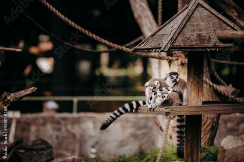 Lemury wypoczywają w miejskim ogrodzie zoologicznym