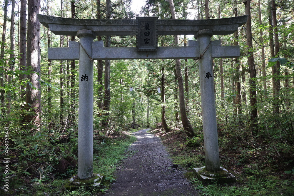 森に佇む鳥居 Stock Photo Adobe Stock