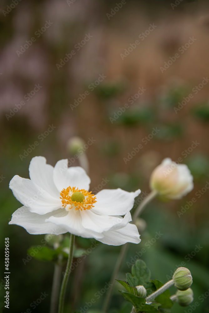 Stunning macro image of Japanese Anemone Hupaheasis flower in English country garden landscape using selective focus Stunning macro image of Japanese Anemone Hupaheasis flower in English country garden landscape using selective focus