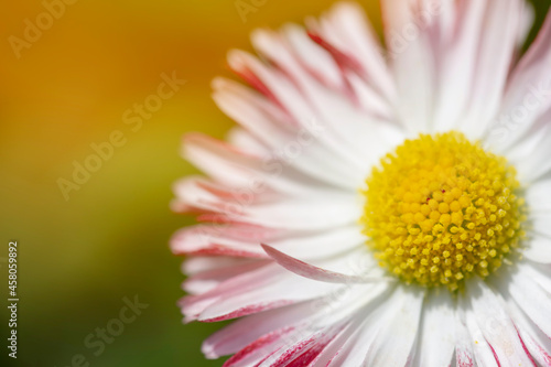 Daisy macro on green sunny blurred background banner. Macro nature spring flower closeup