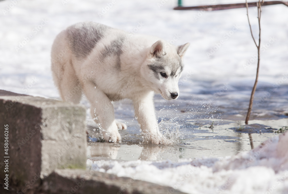 Fototapeta premium Beautiful siberian husky puppy in the park