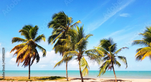 Coconut trees , wind and sea