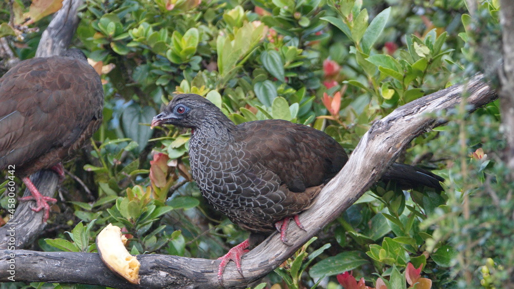 Fototapeta premium Andean guan (Penelope montagnii) eating a banana in a tree at Yanacocha Biological Reserve, outside of Quito, Ecuador