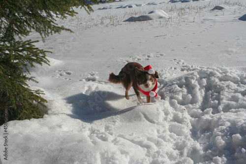 dog in winter seefeld