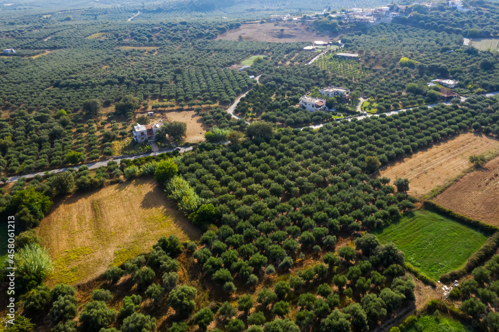 Aerial view ofolive plantation on the Crete,Greece