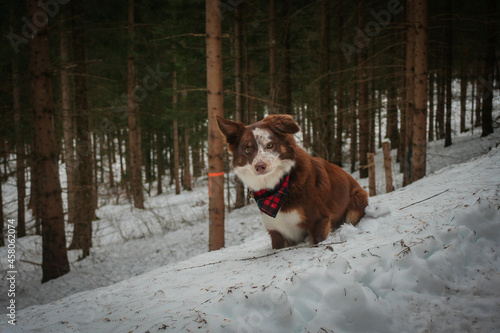 Fototapeta Naklejka Na Ścianę i Meble -  dog in winter 