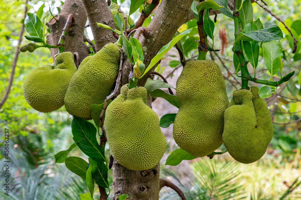 Jackfruit tree full of ripe bumpy large fruit, tropical tree growing mostly in Asia, Africa or South America producing a fruit with stringy flesh which can be consumed raw or cooked in various dishes Jackfruit tree full of ripe bumpy large fruit, tropical tree growing mostly in Asia, Africa or South America producing a fruit with stringy flesh which can be consumed raw or cooked in various dishes