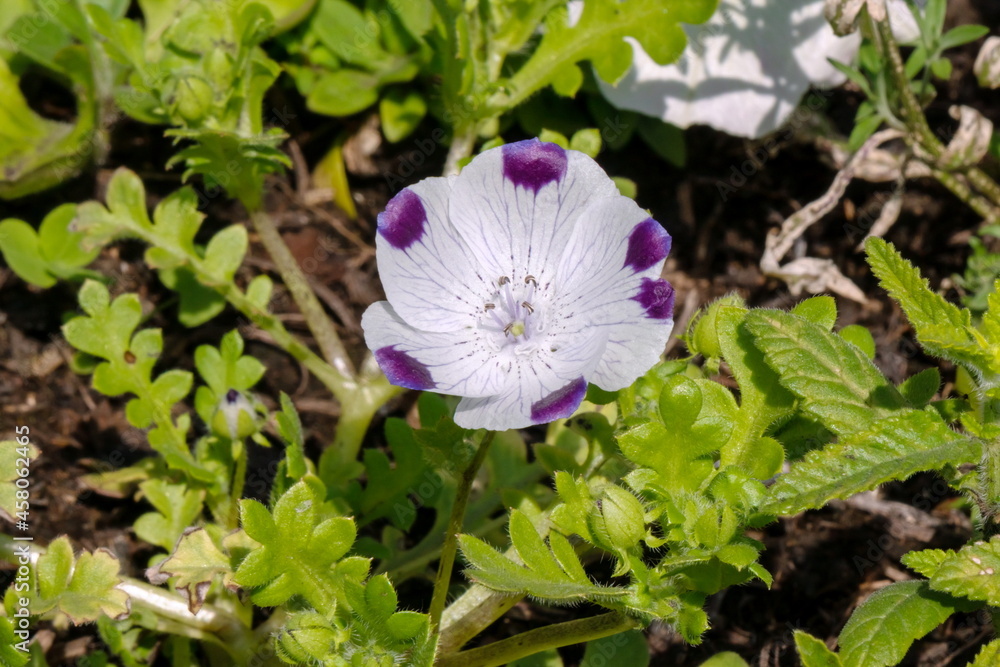 A groundcover, unpretentious flower of Nemophila maculata, white with purple dots, close-up on a sunny summer day. A groundcover, unpretentious flower of Nemophila maculata, white with purple dots, close-up on a sunny summer day.