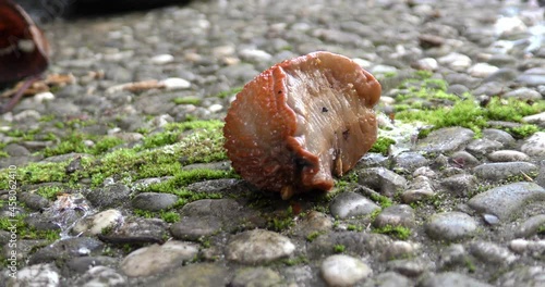 brown slug (Arion vulgaris) crawling on concrete tiles . close-up