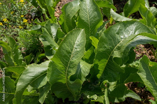 Leaves of horseradish (Latin Armorácia rusticána), a perennial vegetable grow in a vegetable garden on a sunny summer day.
