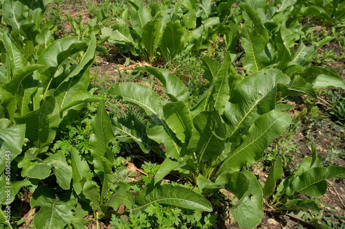 The bushes of horseradish (Latin Armorácia rusticána), a perennial vegetable plant, grow in a vegetable garden on a sunny summer day.