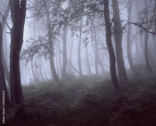 Fototapeta Naklejka Na Ścianę i Meble -  Foggy forest with beautiful light