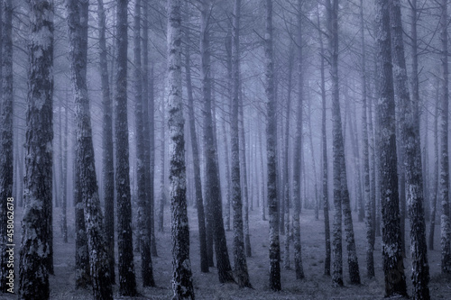 Fototapeta Naklejka Na Ścianę i Meble -  Foggy forest at dusk