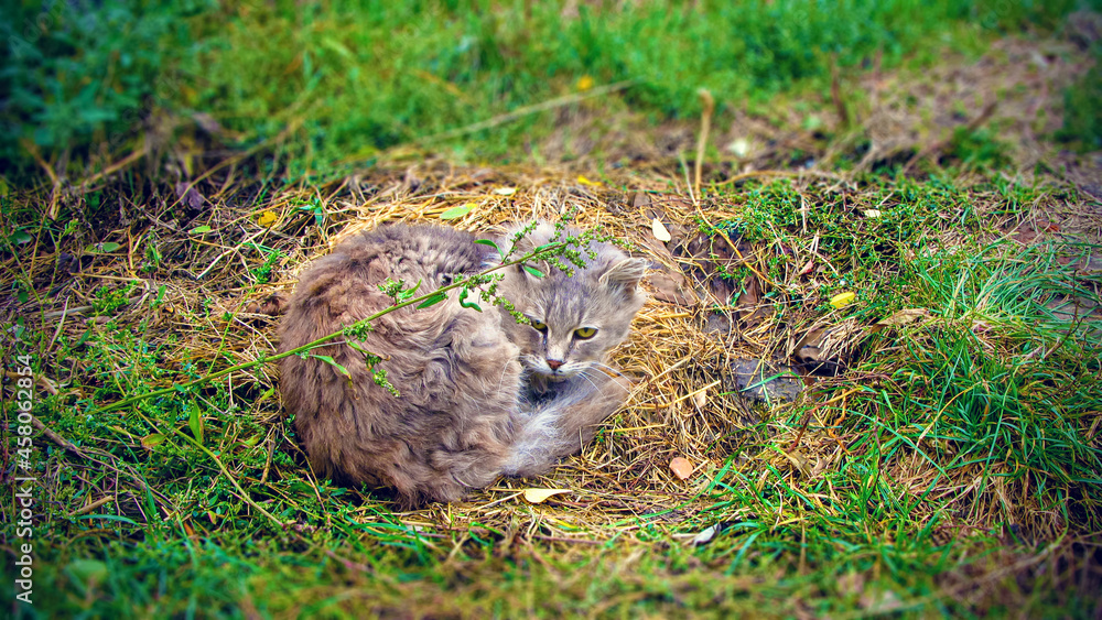 Obraz premium Gray cat lying on the grass